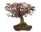 Japanese Maple bonsai tree, Acer palmatum, isolated