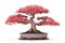 Japanese maple bonsai tree. Generative AI