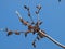 Japanese Maple Flowering Blooms