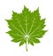 Japanese maple leaf