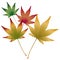 Japanese Maple leaves vector