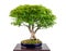 Japanese maple tree bonsai Acer palmatum Kiyohime
