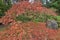 Japanese Maple Tree in Portland Japanese Garden Autumn Season
