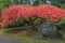 Japanese Maple Tree by Rock in Autumn