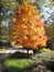 Japanese Maple Tree in It`s Autumn Colors of Yellow and Orange