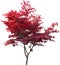 Japanese maple on white