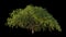 Japanese Maple wind 3d animation seamless loop with alpha channel