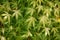 Japanese Maples Acer green leaves with red stems