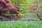 Japanese maples, azaleas and rhododendrons provide a colourful backdrop to bluebells