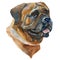 The Japanese Mastiff watercolor hand painted dog portrait