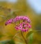 Japanese meadowsweet pink flowers close up in an autumn forest