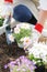 Japanese middle-aged woman enjoys flower seedling planting terrace