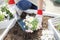 Japanese middle-aged woman enjoys flower seedling planting terrace