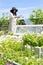 Japanese middle aged woman watering terrace