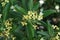 Japanese mock orange, Pittosporum tobira