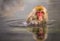 A Japanese monkey in Onsen with water reflection