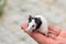 Japanese mouse white with black spots sits on a womans hand. Pets..