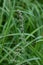 Japanese mugwort ( Artemisis indica ) flowers. Asteraceae perennial plants.