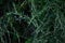 Japanese mugwort ( Artemisis indica ) flowers. Asteraceae perennial plants.