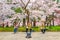 Japanese Musician perform Shamisen at Hirosaki Park