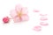 Japanese natural pink cherry blossom and petals isolated on white background, spring photography