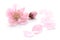 Japanese natural pink peach blossom and petals isolated on white background, spring photography
