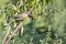 Japanese nightingale chick on a green branch