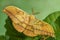 Japanese Oak Silkmoth - Antheraea yamamai