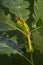 Japanese Oak Silkmoth - Antheraea yamamai