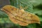 Japanese Oak Silkmoth - Antheraea yamamai