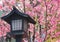 Japanese old wood lantern with pink cherry blossom sakura background.