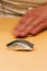 Japanese Omakase Menu: Saba Sushi Mackerel sprinkle minced Yuzu peel with moving chef hand in background.
