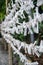 Japanese Omikuji or sacred lottery at Atsuta Shrine. Nagoya