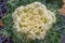 Japanese ornamental decorative kale cabbage, for sale at market, Kanazawa, Japan