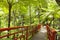 Japanese ornamental garden with lush ferns, palms, trees