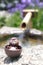 Japanese outdoor onsen racoon toy