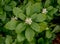 Japanese Pachysandra terminalis, from above