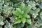 Japanese Pachysandra terminalis Variegata, leaf wreath