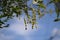 Japanese pagoda tree ( Styphnolobium japonicum ) fruits (. Fabaceae deciduous tree.