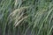 Japanese pampas grass