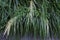 Japanese pampas grass