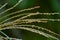 Japanese pampas grass flowers.