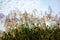 Japanese pampas grass shining in the autumn sky