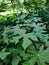 Japanese papaya leaves contain a lot of nutrients