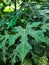 Japanese papaya leaves contain a lot of nutrients