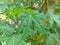 Japanese papaya leaves are green and fresh