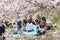 Japanese people sitting on the ground in Hanami festival