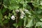 Japanese peppermint flowers