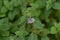 Japanese peppermint ( Mentha canadensis ) flowers. Lamiaceae perennial herb.
