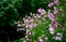 Japanese perennial in the rain with dew drops under an old broken butternut tree in the garden in the evening